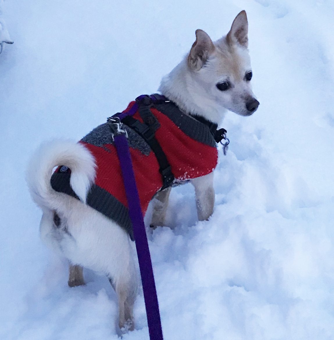 Winnie the dog in snow